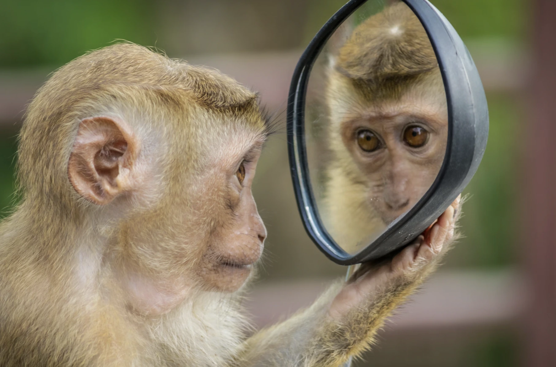 La IA supera a los humanos en el escaneo de rostros animales para detectar estrés y dolor, mejorando potencialmente el bienestar animal
