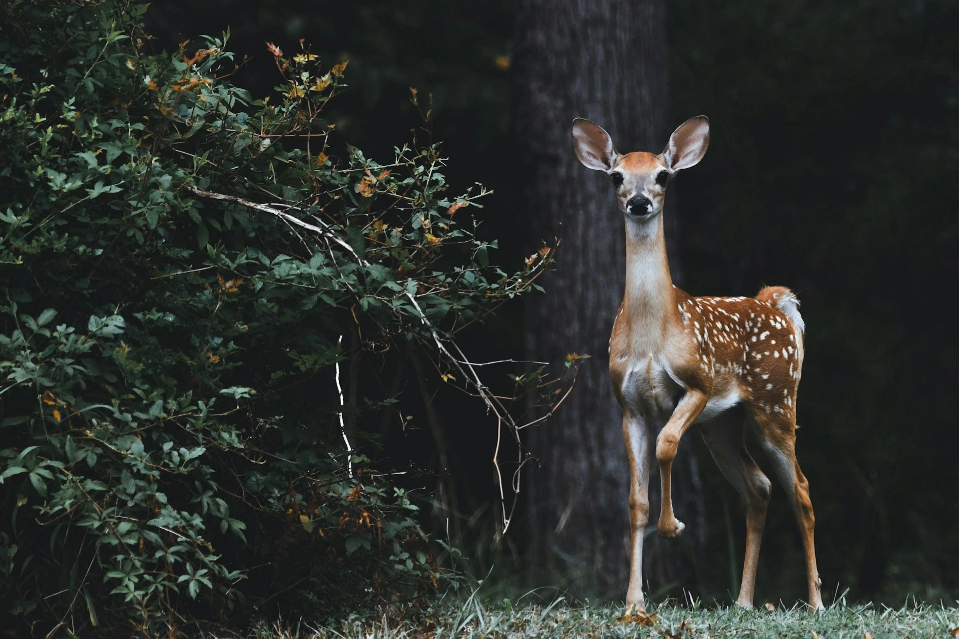Google Lanza SpeciesNet, una IA de Código Abierto para la Identificación de la Vida Silvestre
