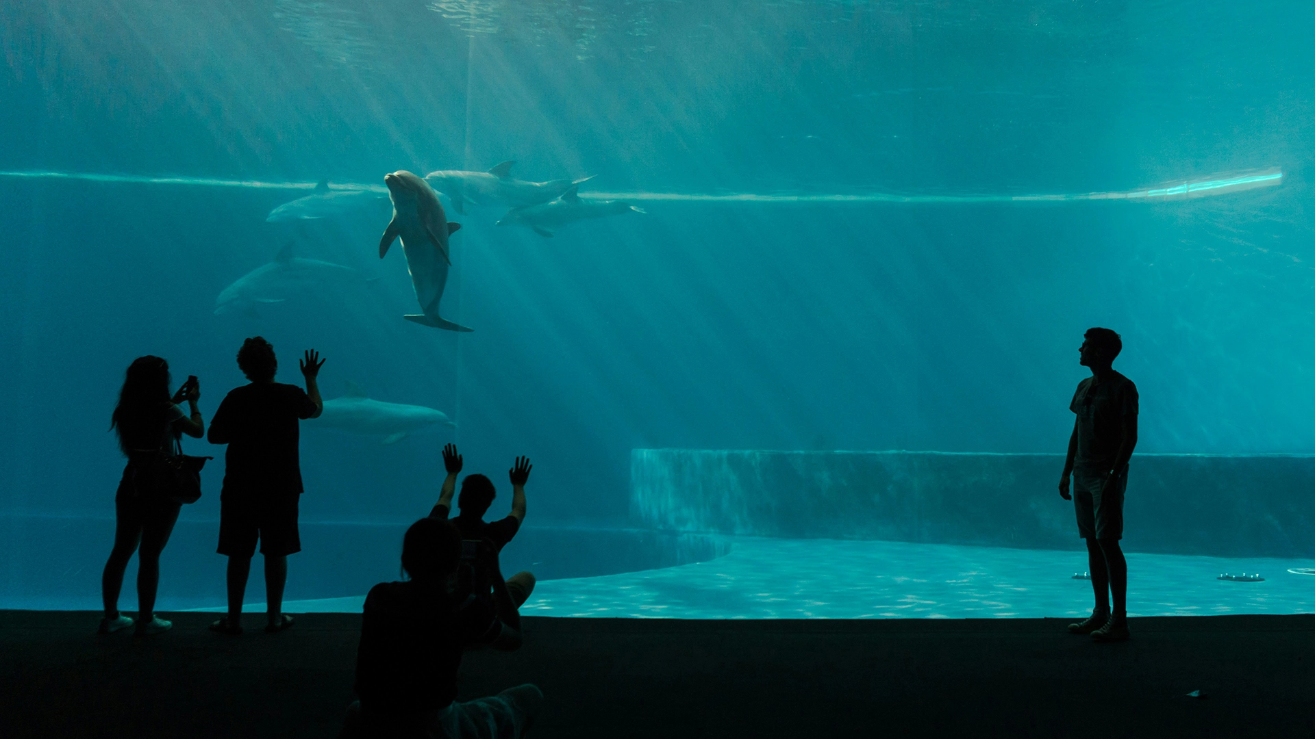 El Modelo IA Busca Decodificar Qué Están Diciendo los Delfines