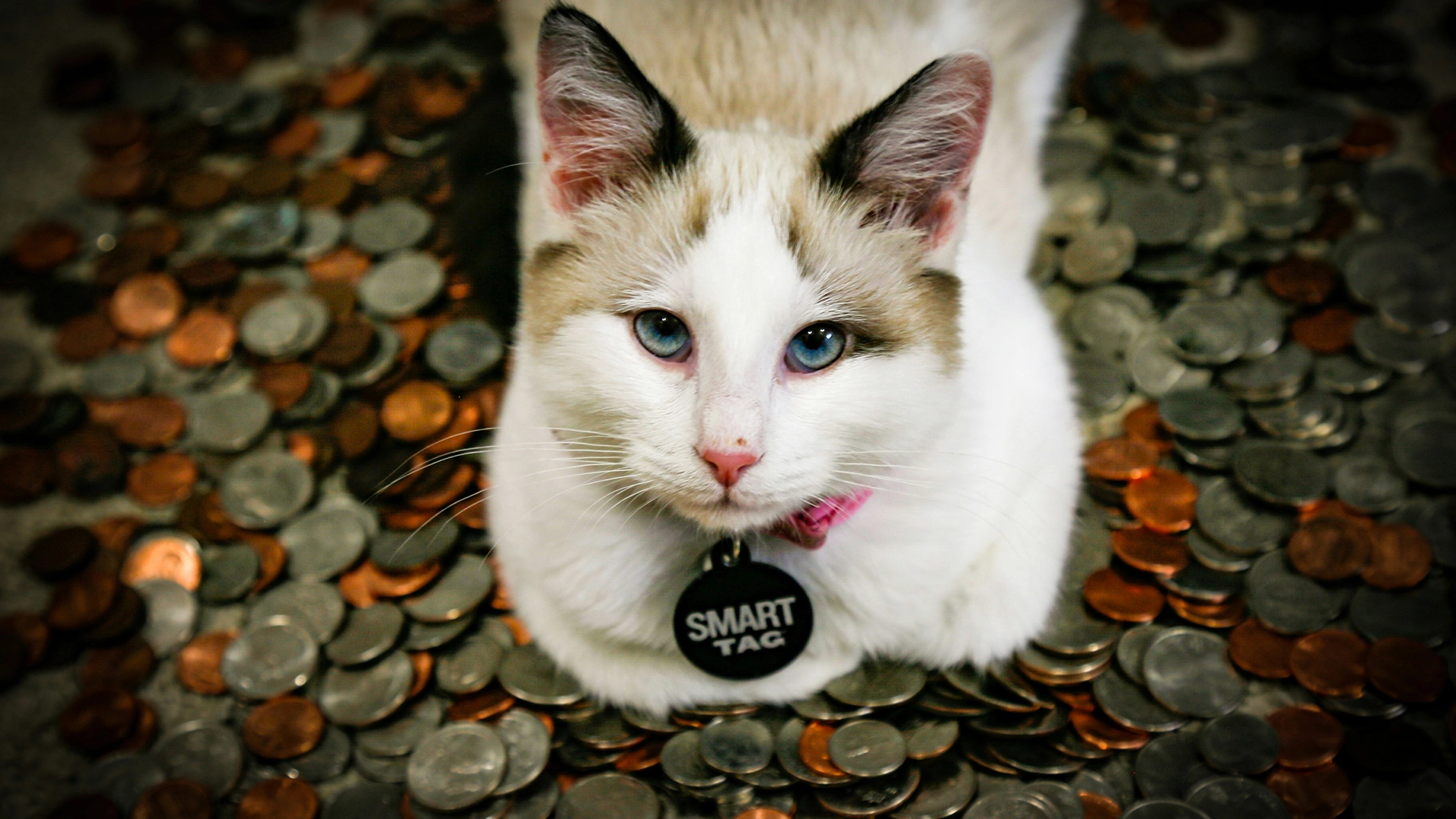 El Microchip de tu Gato Podría Propagar Malware, Advierten Investigadores