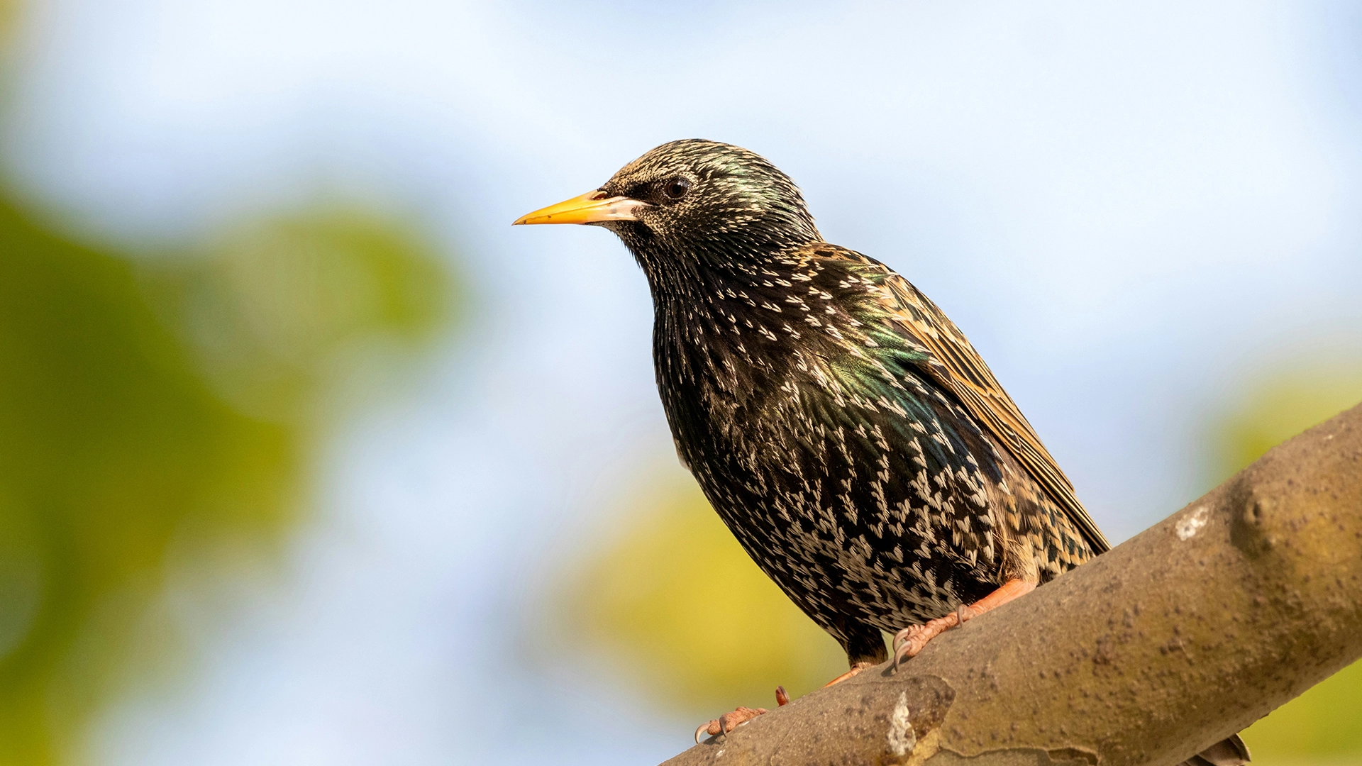 Investigadores Prueban Cómo Almacenar Datos En Un Pájaro