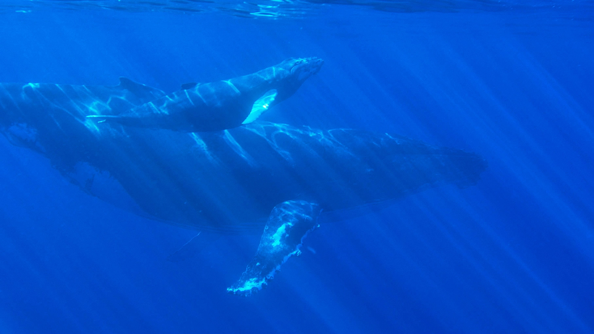 ¿Podría la IA Ayudar a Descifrar la Comunicación de las Ballenas y Potenciar la Conservación?