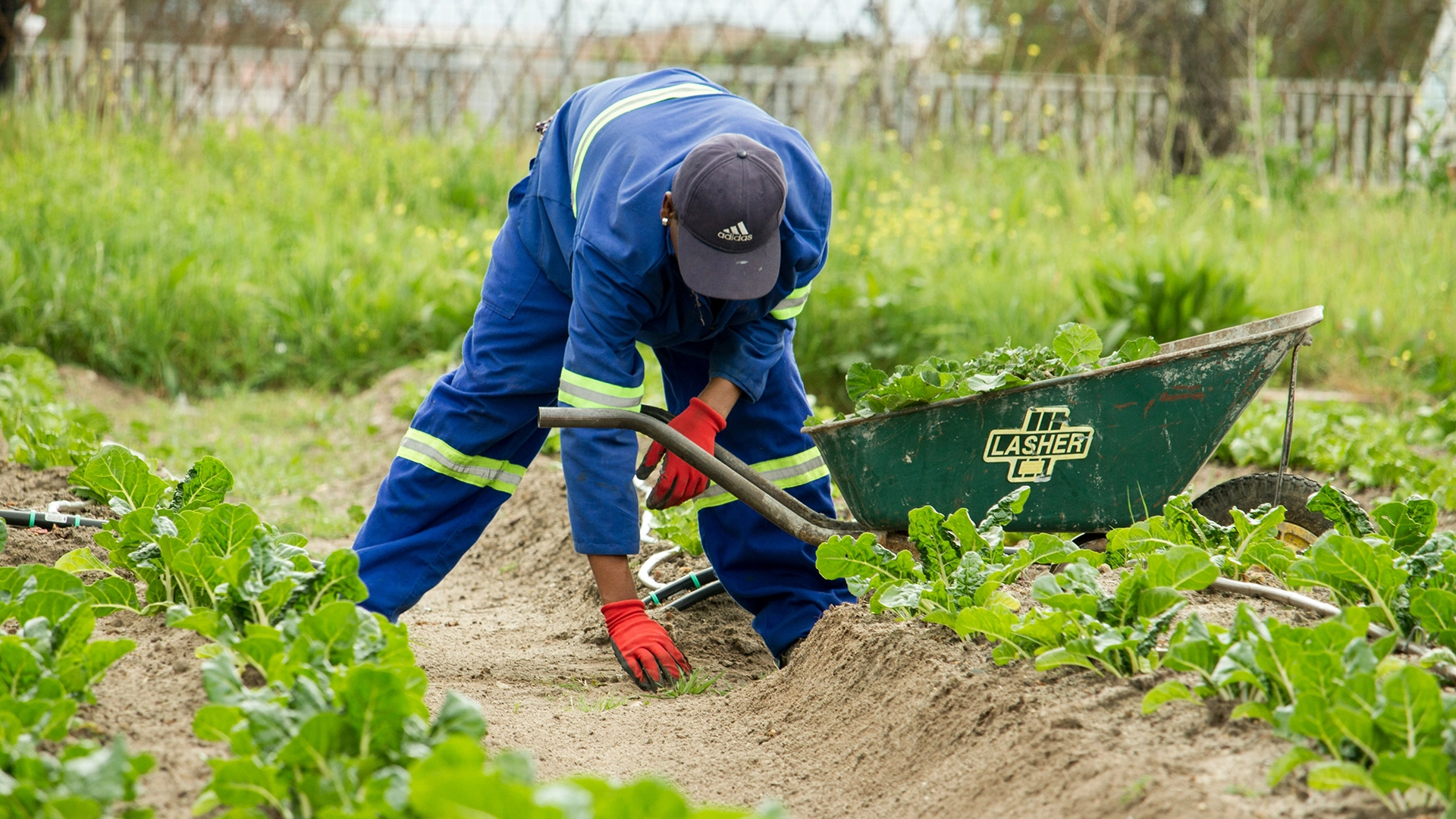 Las Predicciones Meteorológicas por IA podrían Ayudar a los Agricultores a Combatir los Riesgos Climáticos, Pero Generan Nuevas Preocupaciones